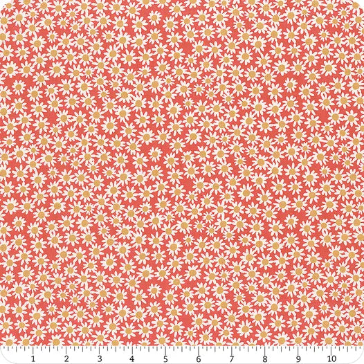 Raspberry Daisies